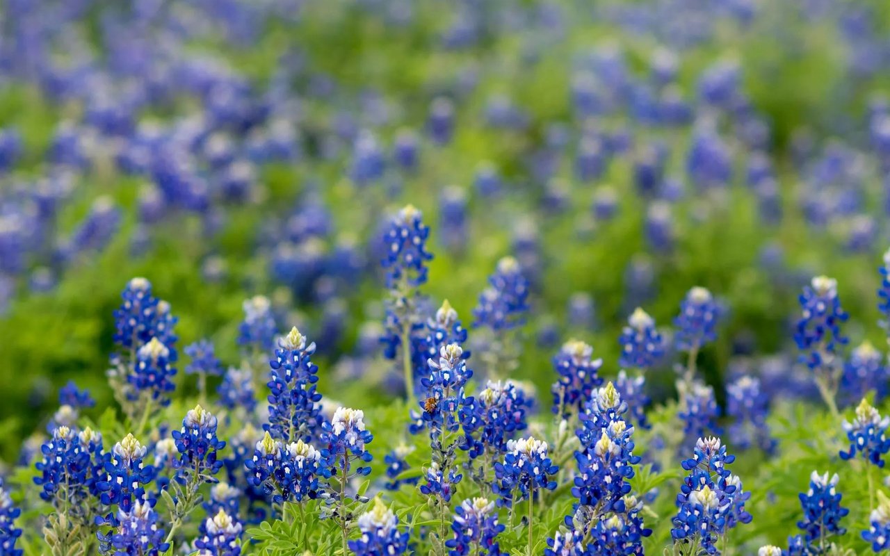 Spring in Texas