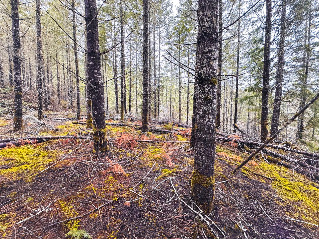 Coast Fork Woodland Meadows