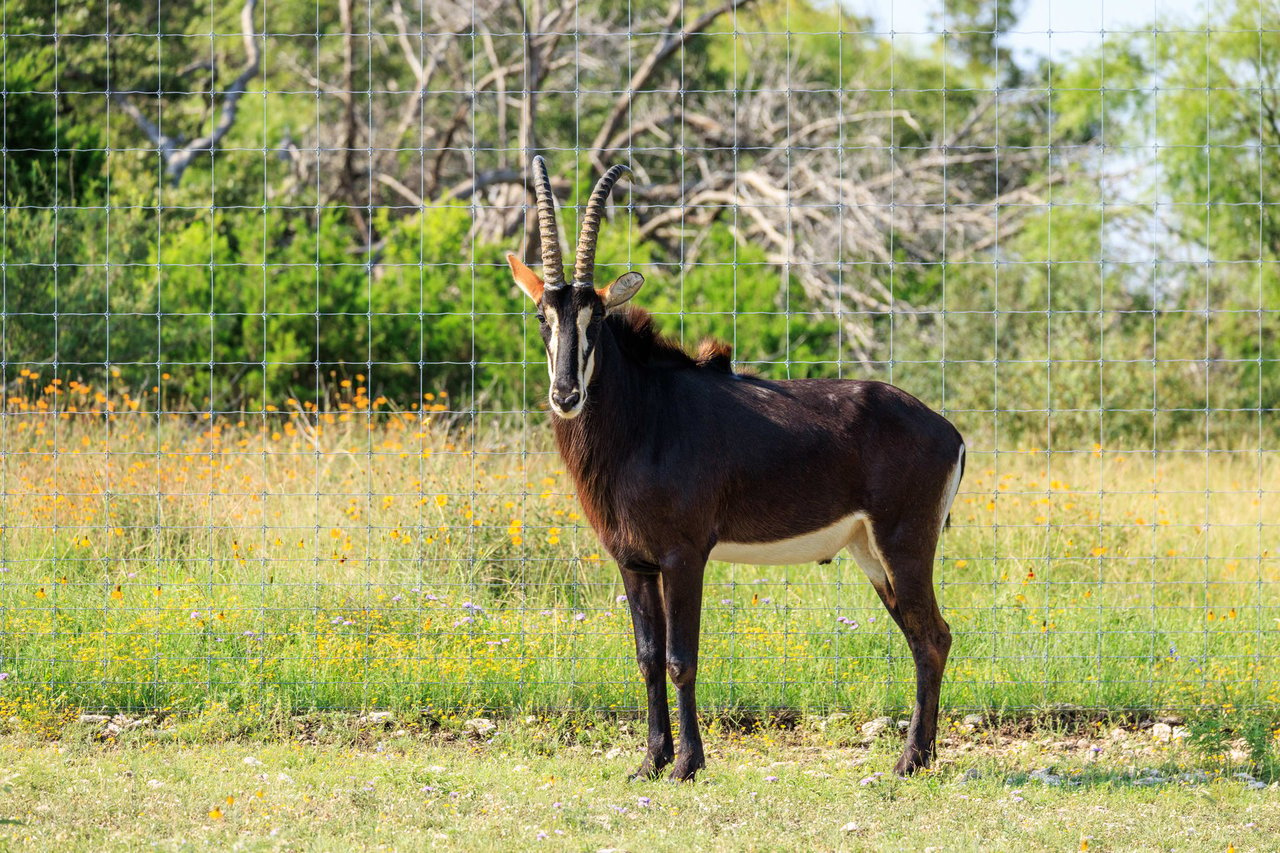 Golden Eagle Ranch