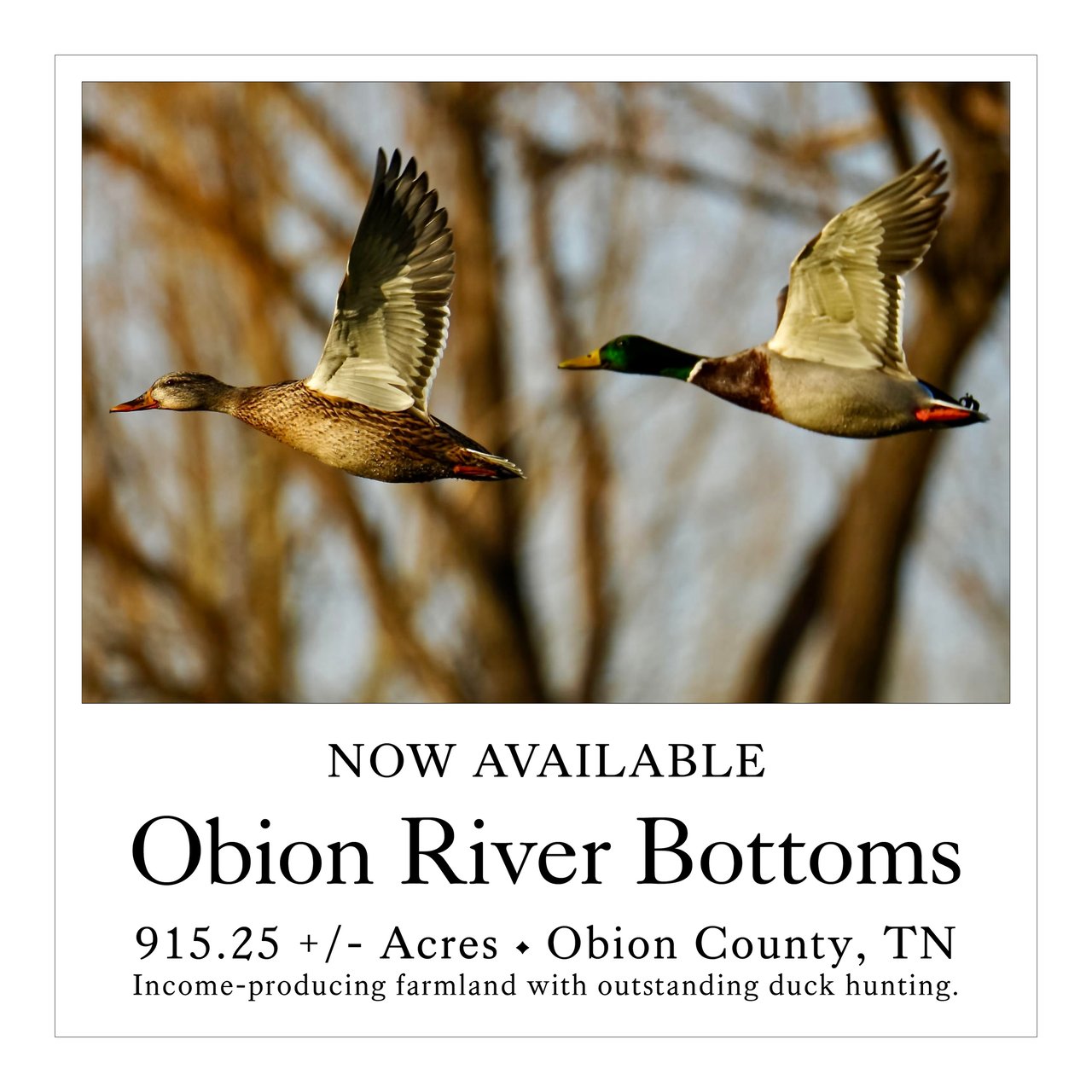 Obion River Bottoms