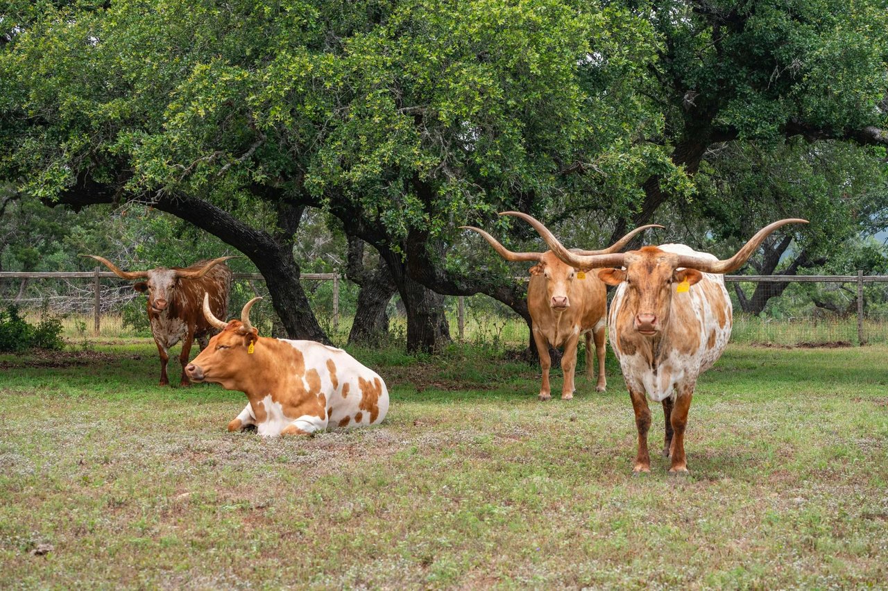 A True Texas Ranch