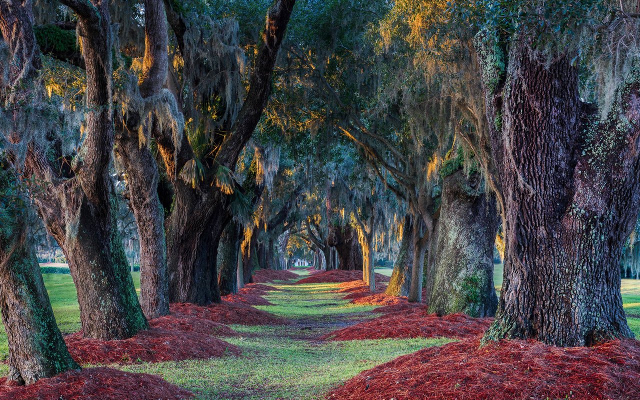 Sea Island