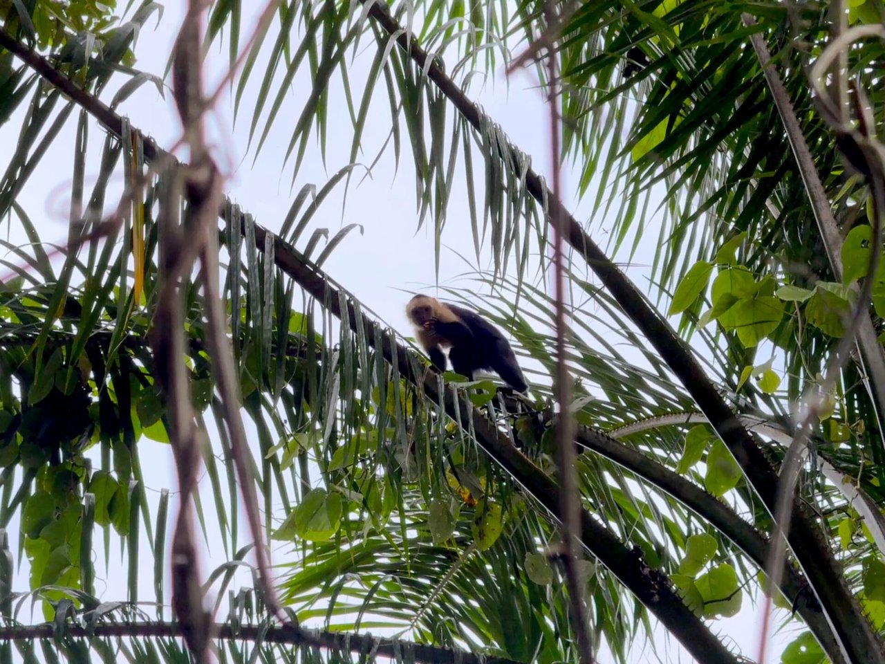 4.76 ACRES – Ocean View Property in Lagunas, Completely Flat And Usable, Commercial Or Residential, Ready To Build!!!