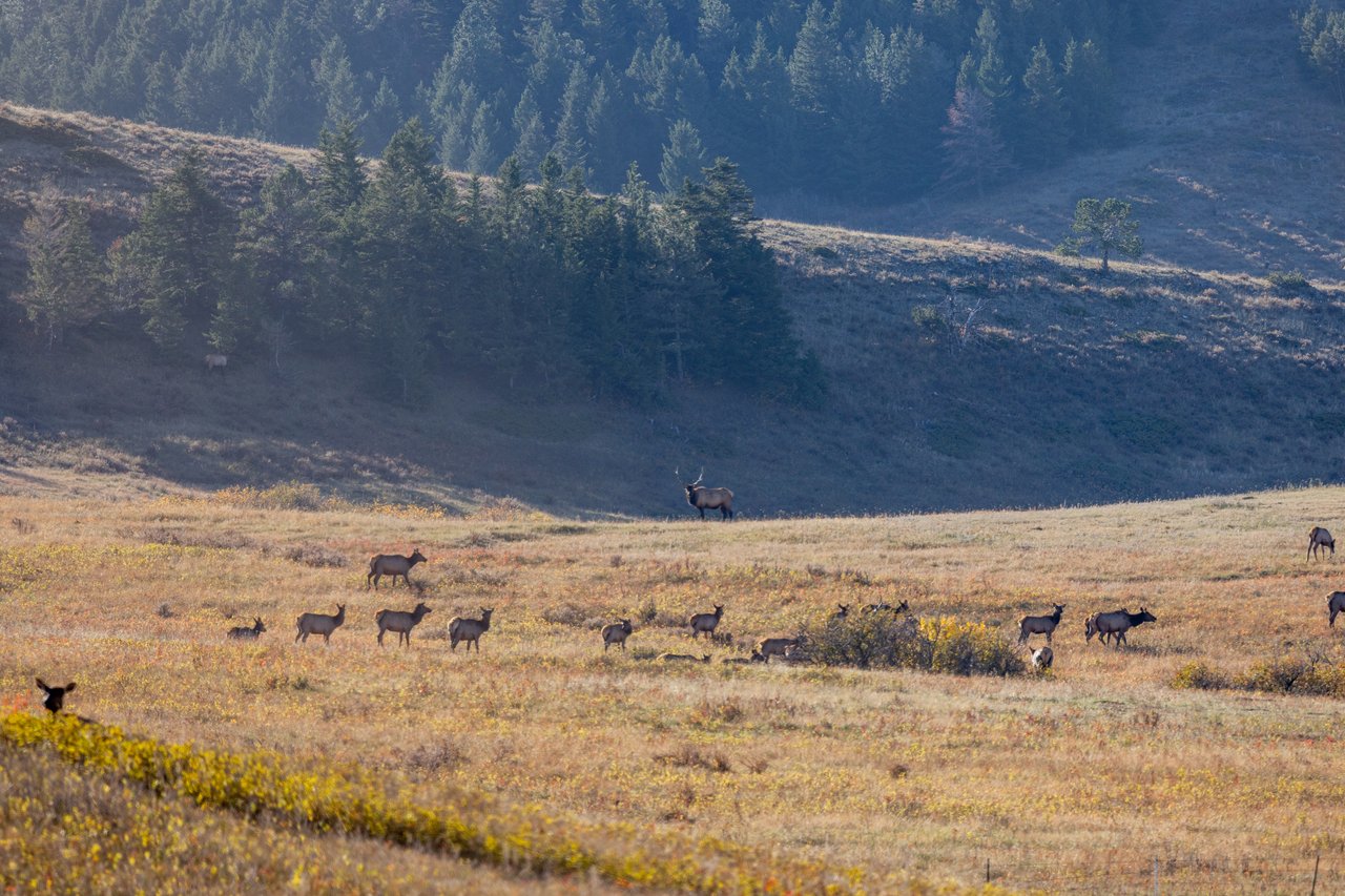 Box Elder Ranch