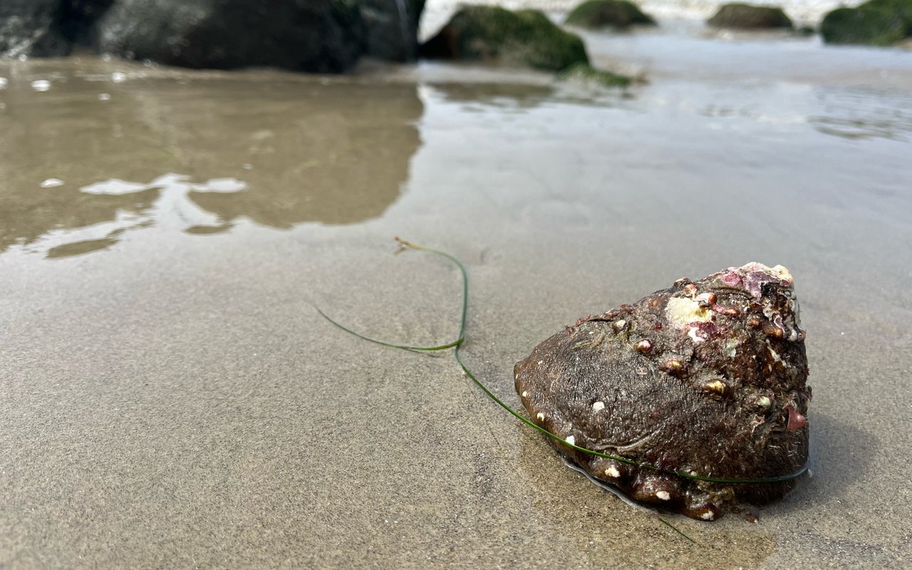 Trancas Treasures: Beaches, Parks, and Markets in Malibu