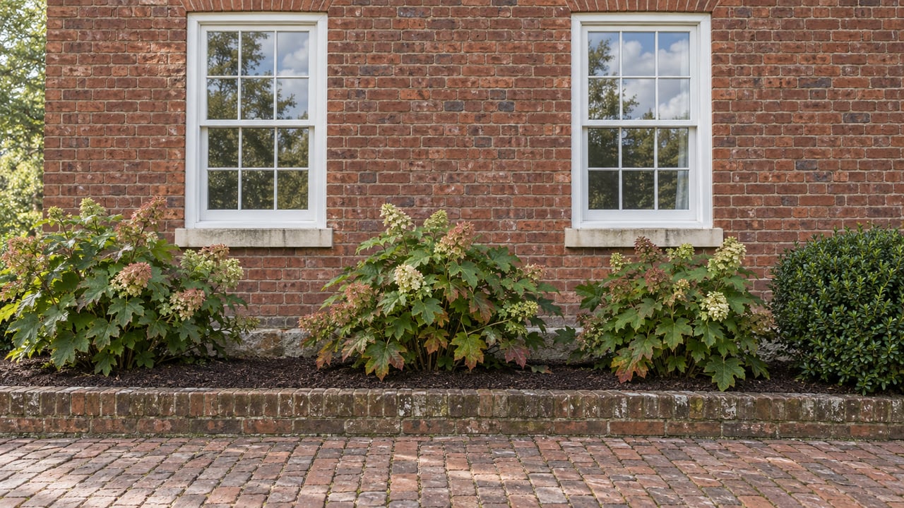 Red-brick house facade with two white sash windows above oakleaf hydrangeas and a worn brick garden walk.