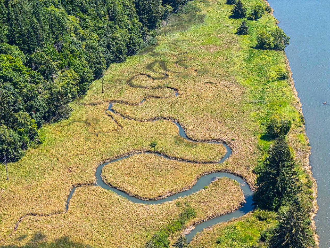Alsea Estuary Forestland