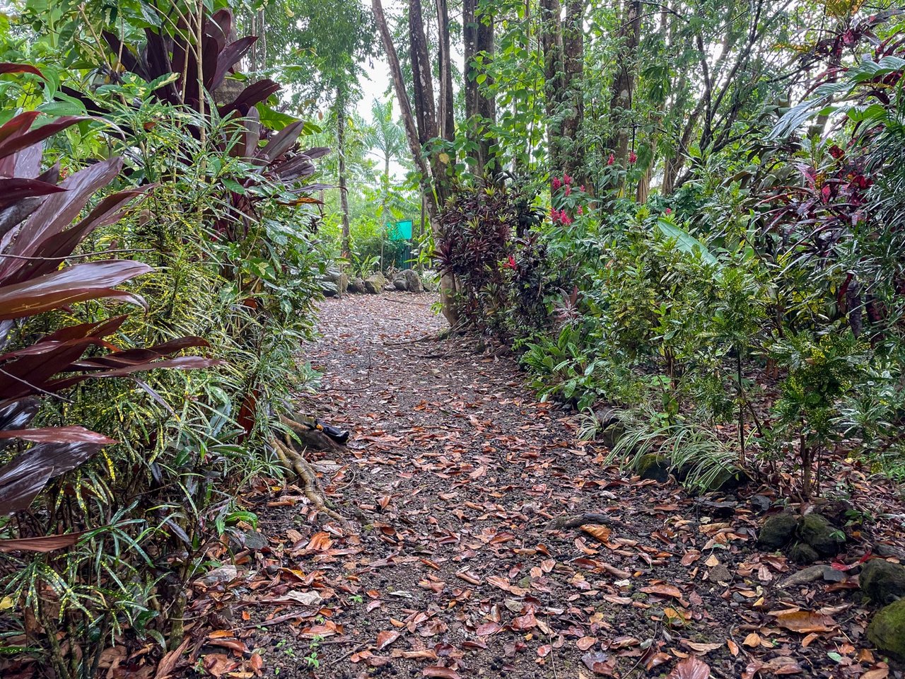 Cozy Colonial Home with Lush Gardens and Prime Commercial Prospects