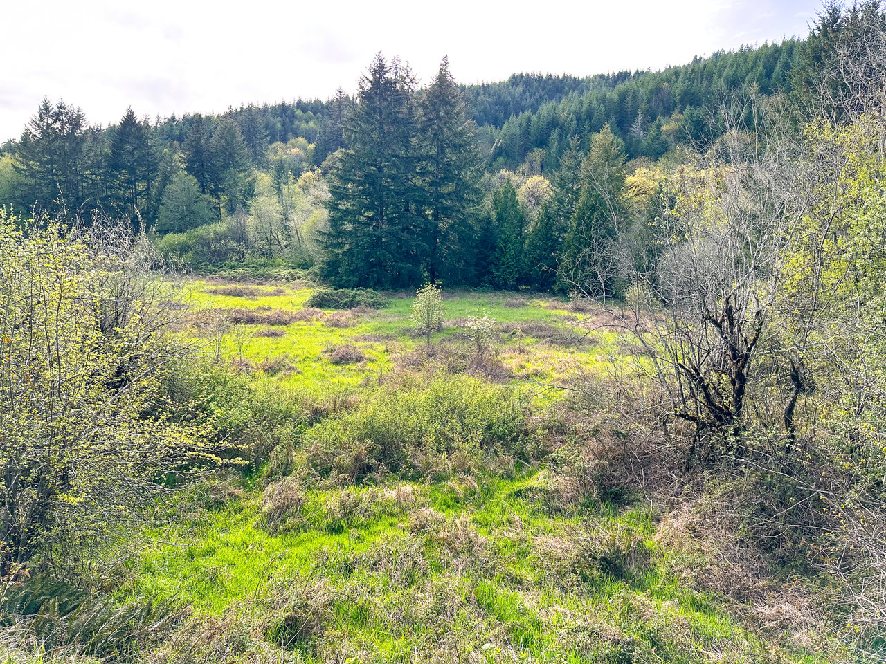 Nelson Mountain Meadows