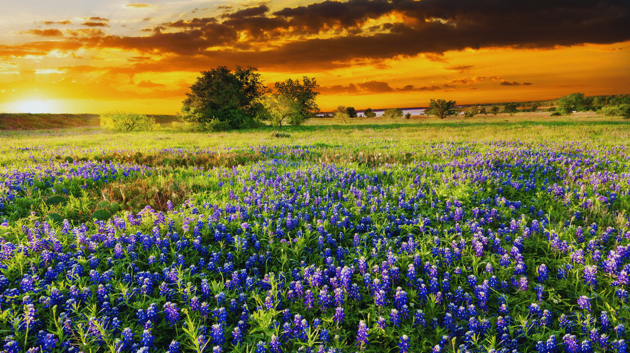 Exploring the Charm of Wimberley: A Guide for New Homeowners