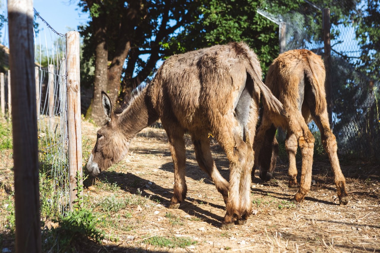 Fattori