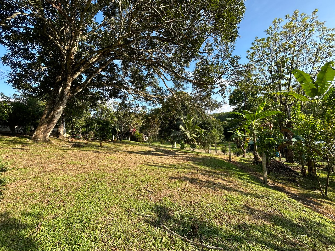 Commercial & Residential Property in Punta Mala with Producing Fruit Trees
