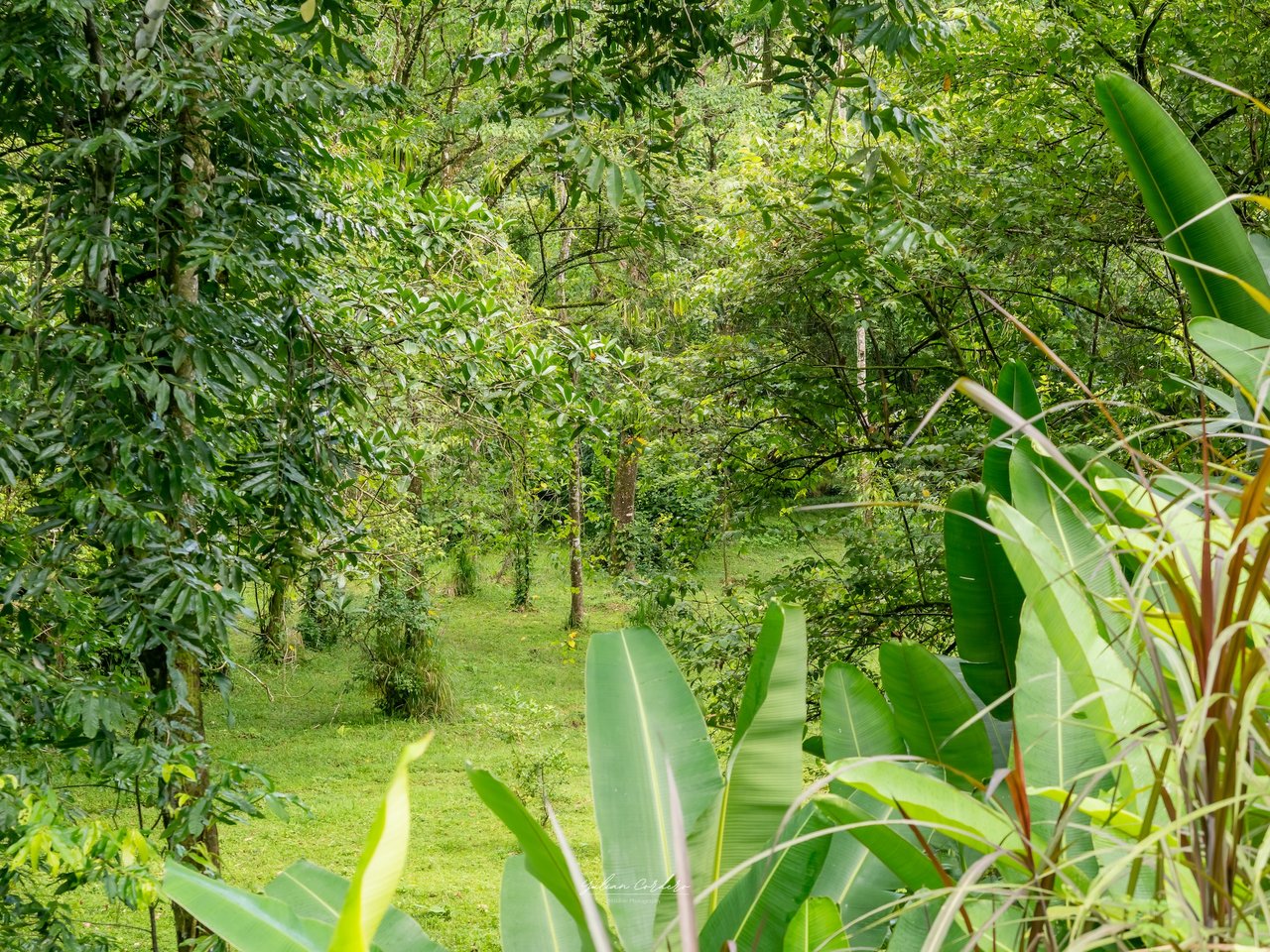 Bamboo Forest Estates – Prime Lots for Sale in Uvita, Costa Rica | Riverfront Land with Utilities