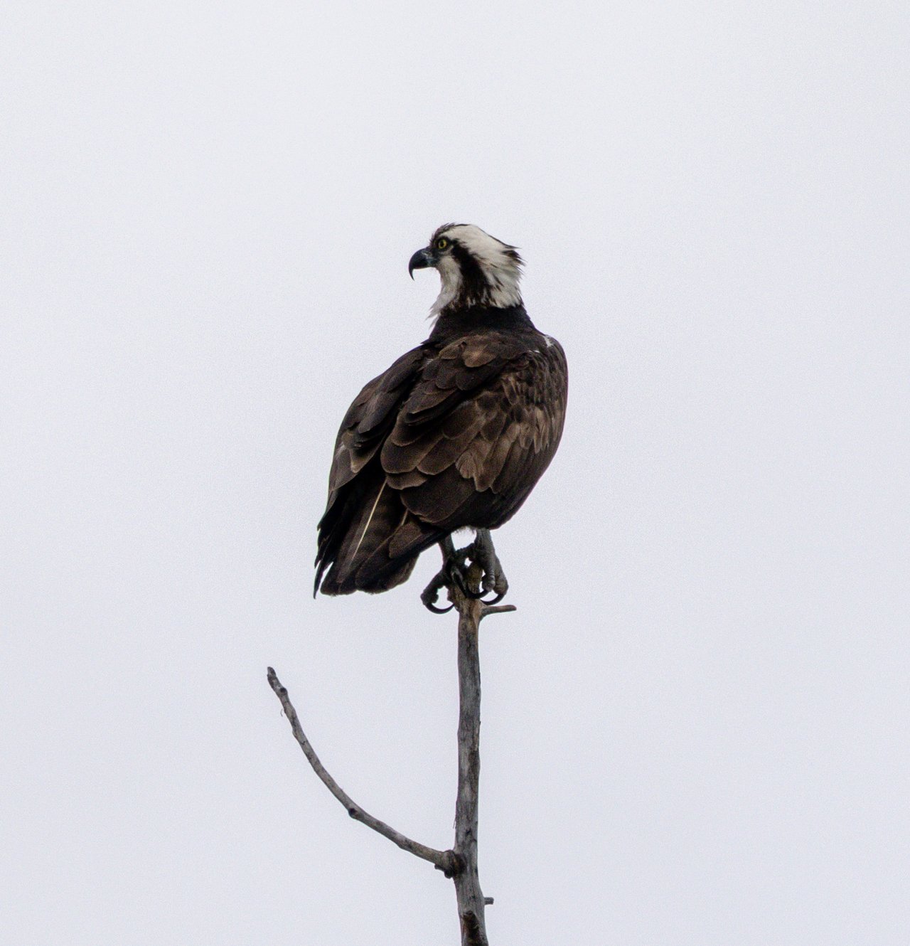 Into the Wild: Discovering Rocky Mountain National Park with Monica