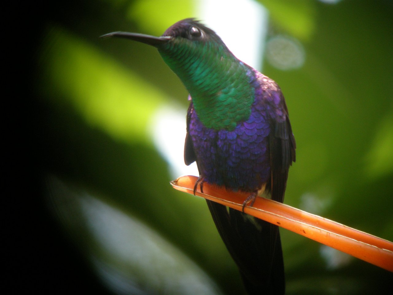 Breeze, Trees, and Monkeys - Your Affordable Costa Rican Haven