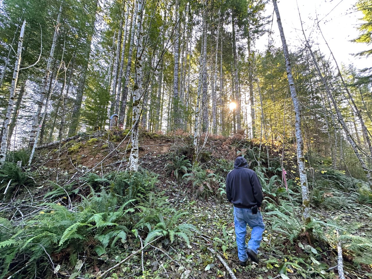 Rust Road Forest