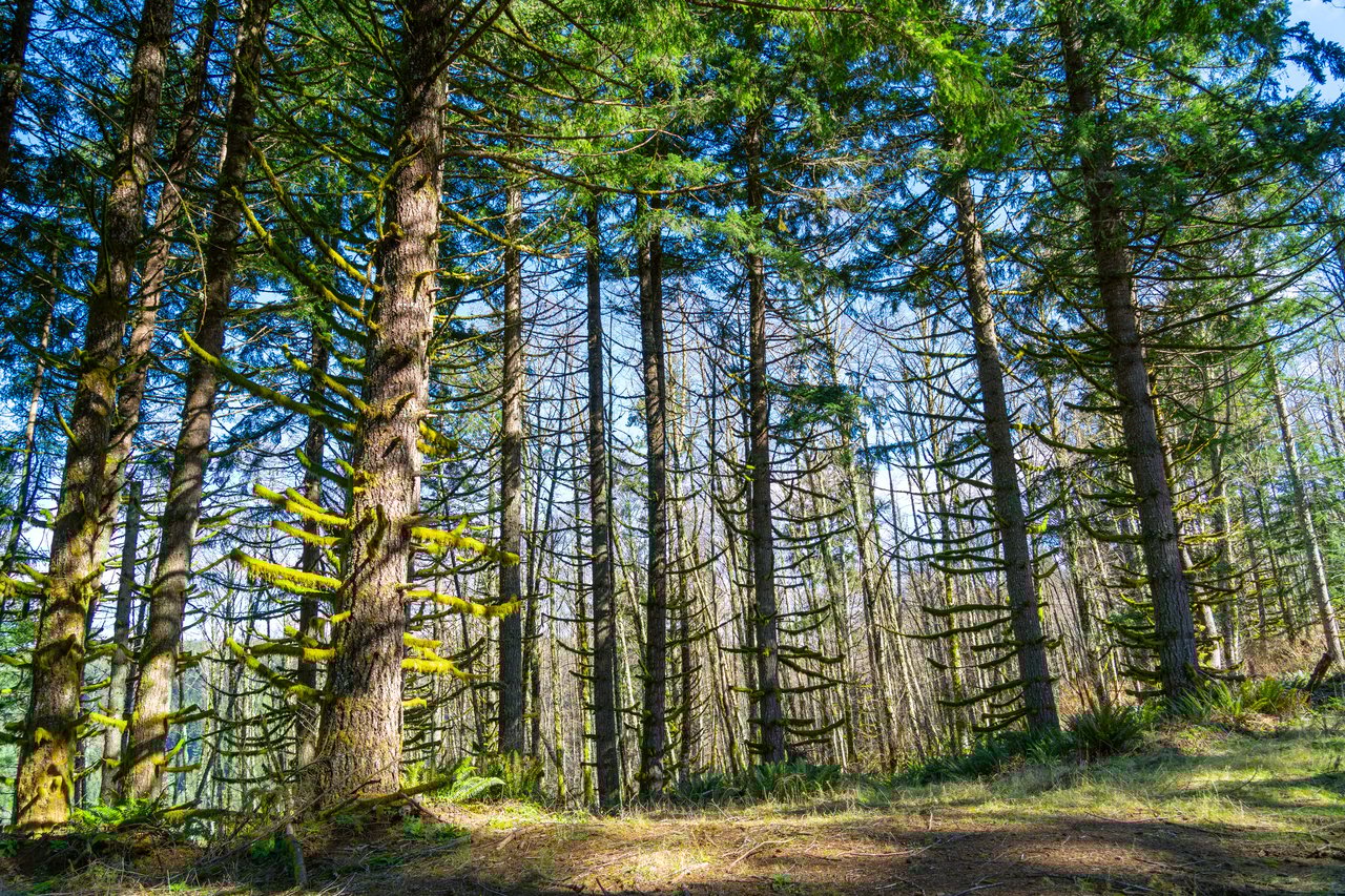 Marion Woods - Auction