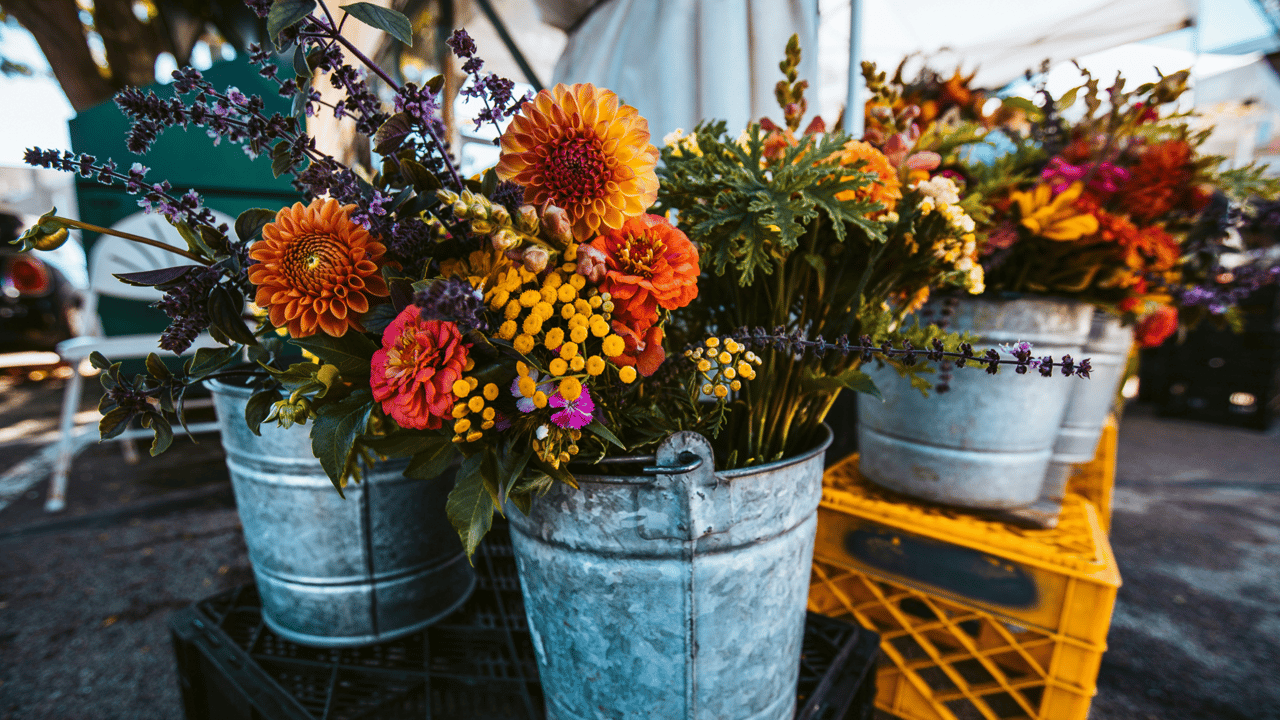  Living in Petaluma, CA: What to Know Before You Move