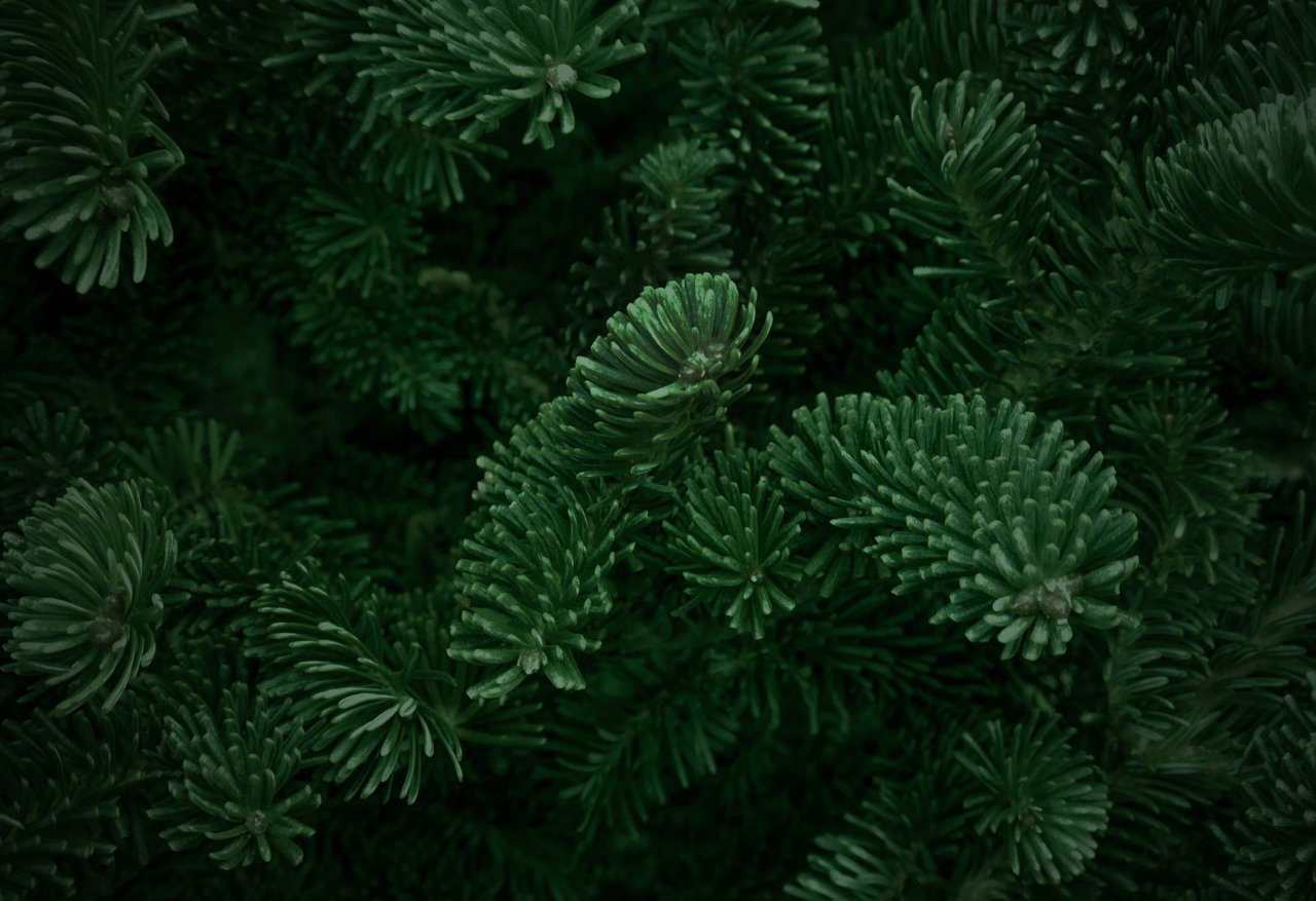 Holiday Magic Across the Desert: Your 2025 Guide to Tree Lightings & Festive Celebrations