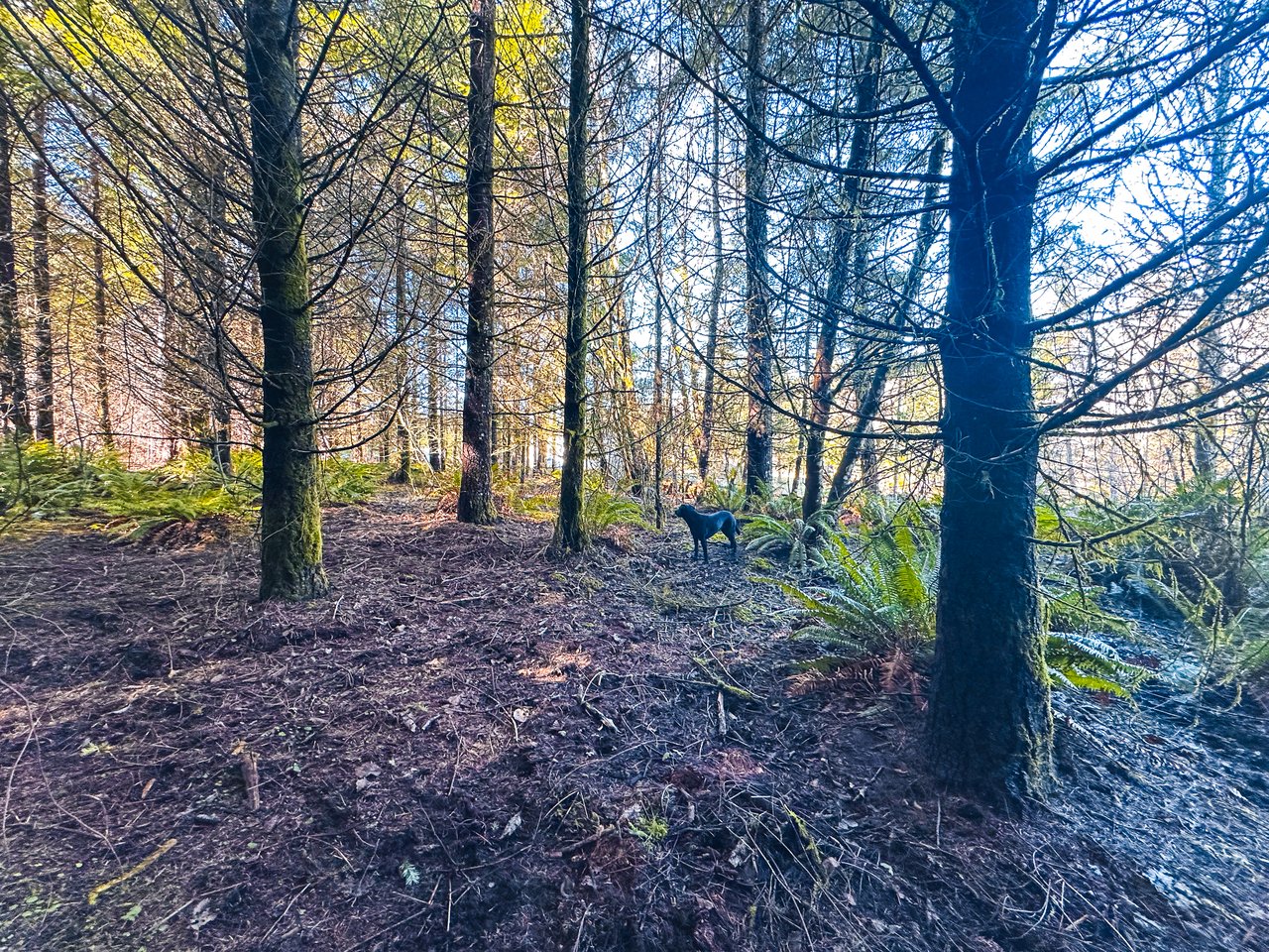 Marion Woods - Auction