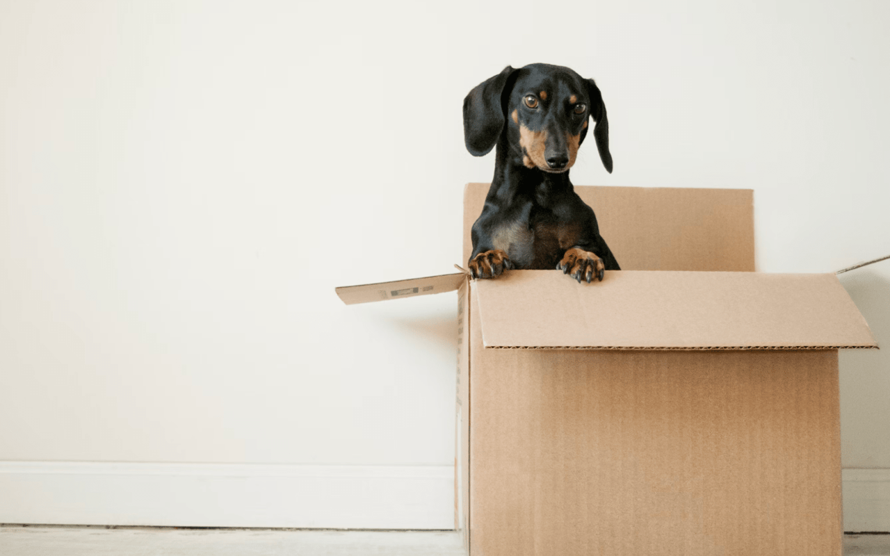 A dachshund dog sitting in a cardboard box, looking adorable and content.