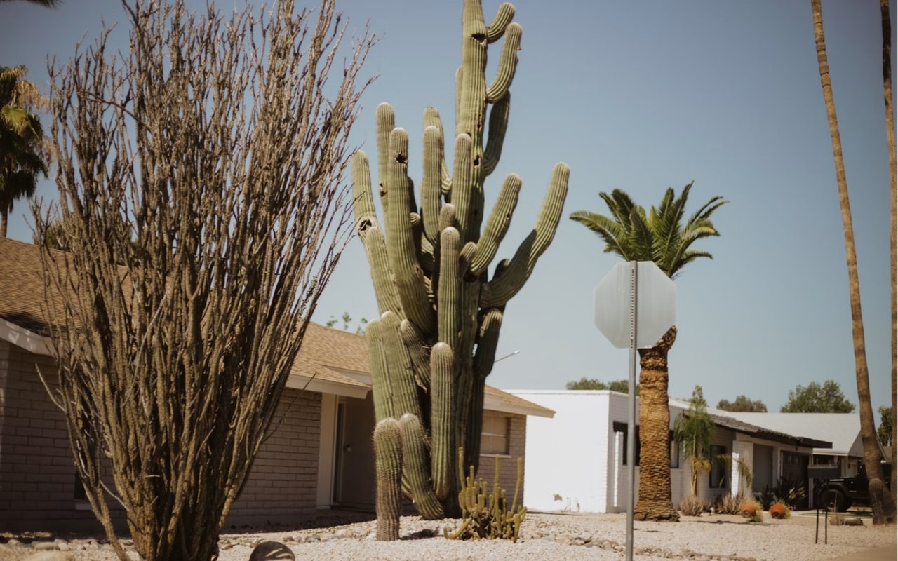 Desert neighborhood homes behind a towering saguaro cactus and gravel landscaping.