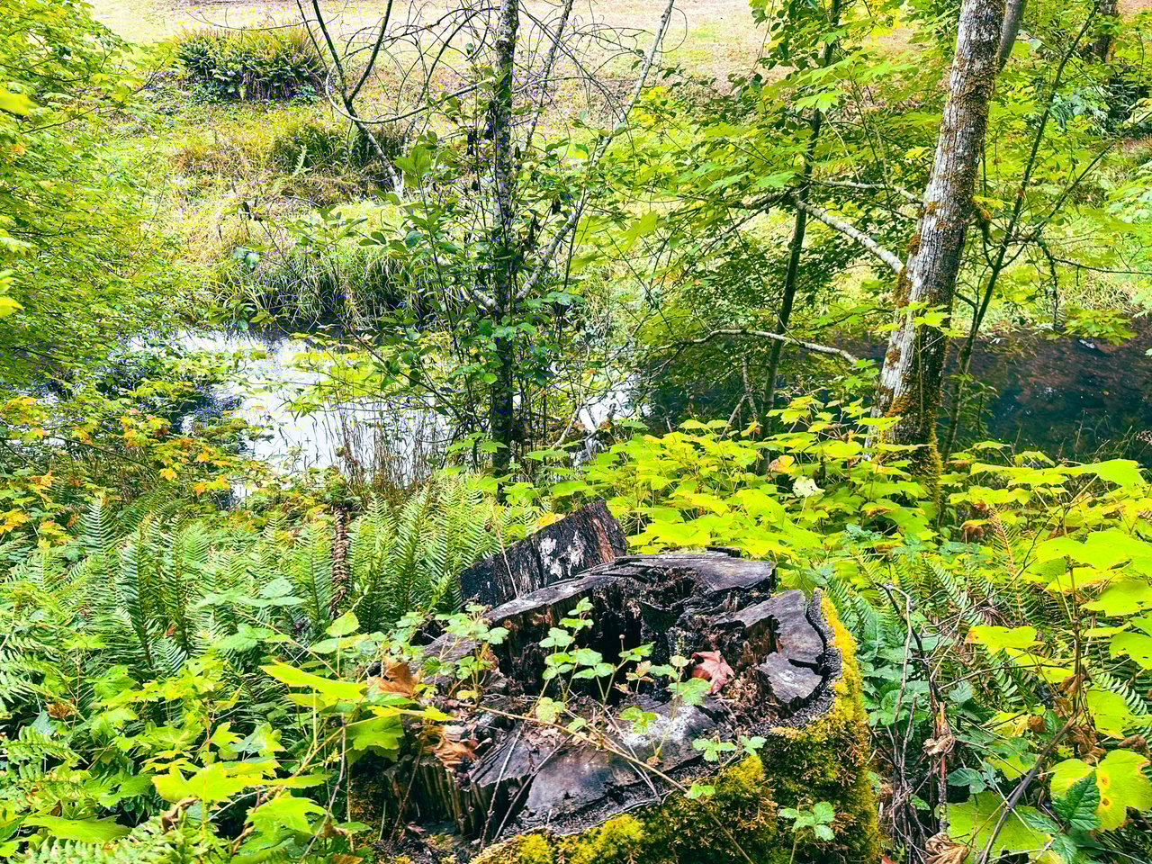 Little Forest