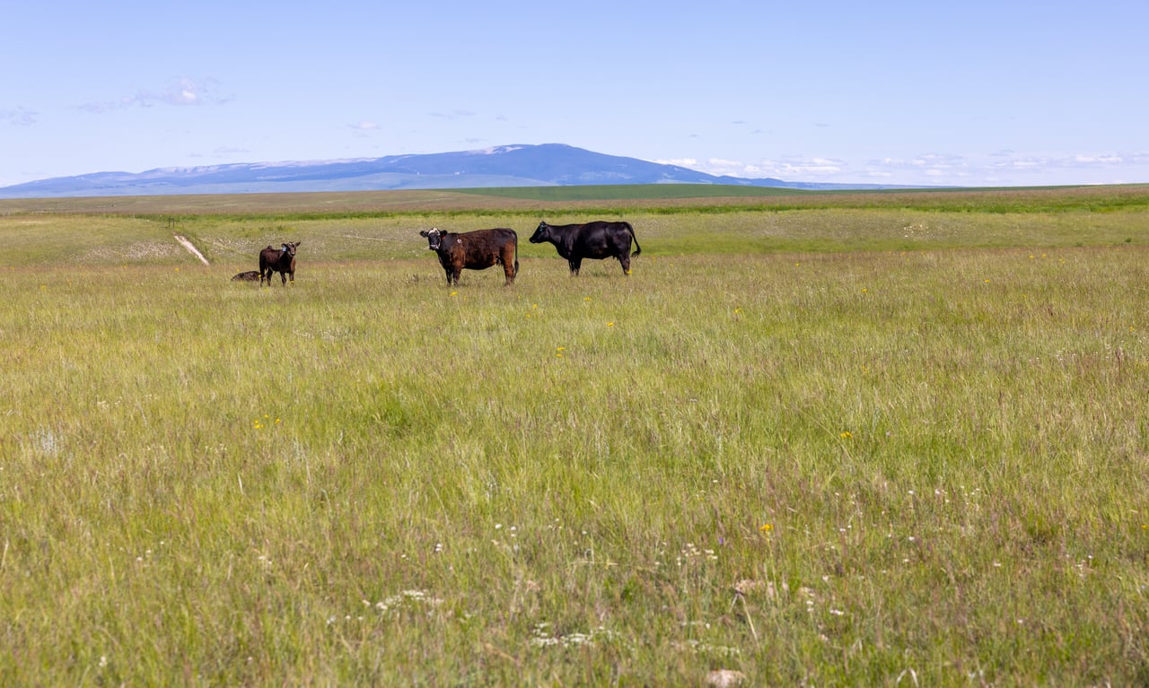 Hauck Coulee Ranch