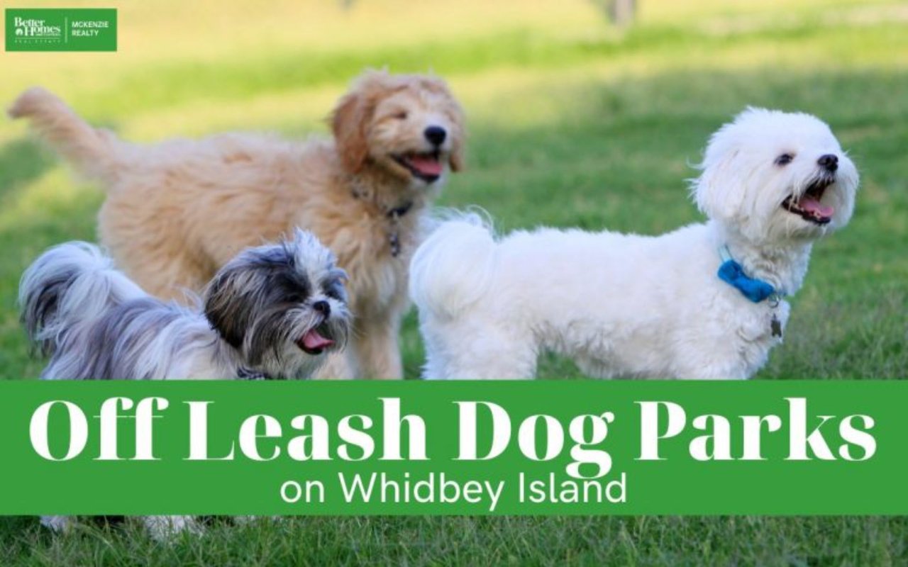 Three Whidbey Island Dog Parks to Enjoy with Your Off Leash Dogs
