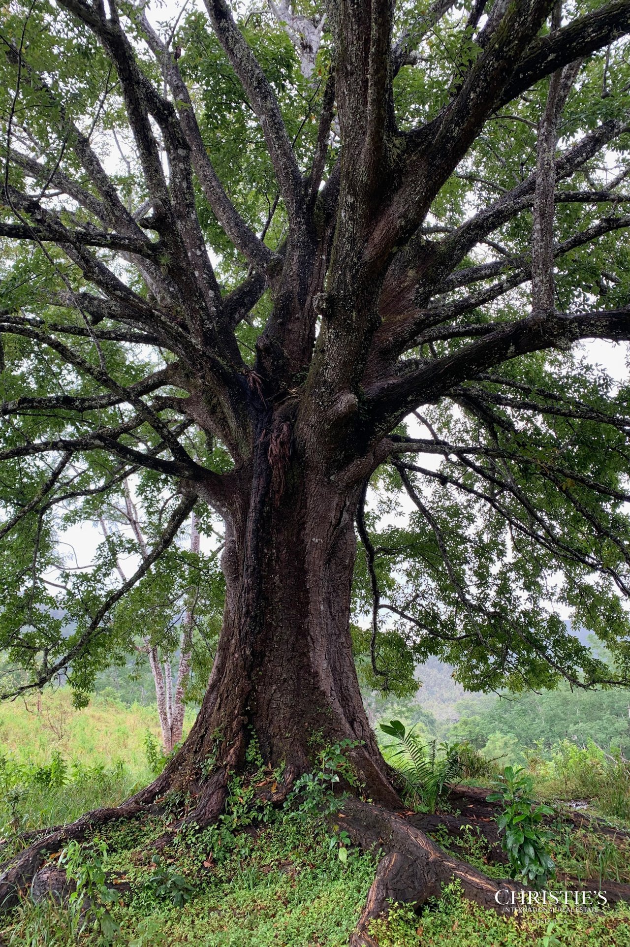 Finca Naranjalito