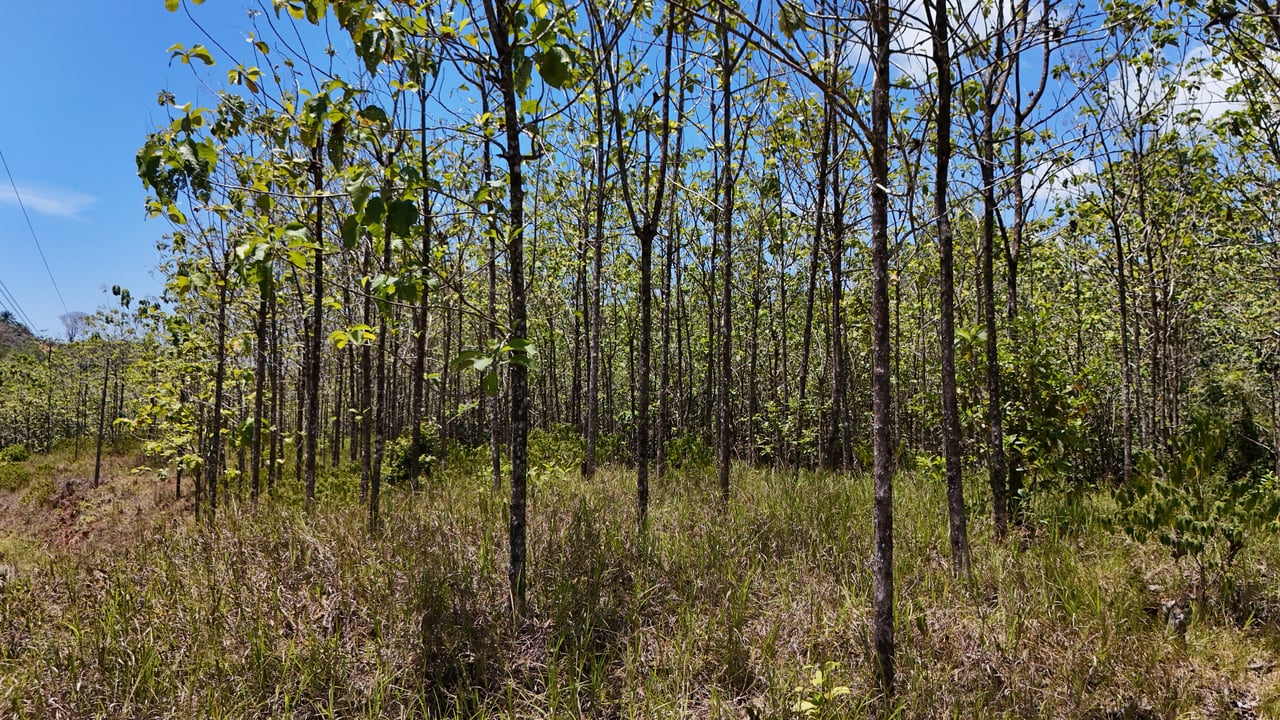 Prime 1.24-Acre Land in Matapalo / San Andrés – Ready to Build