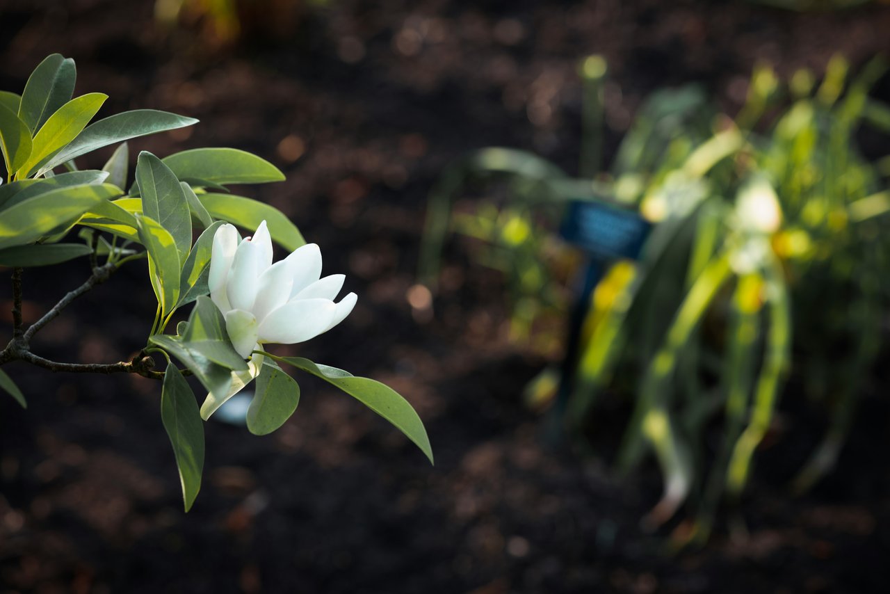 White magnolia flower among glossy green leaves against a softly blurred garden.