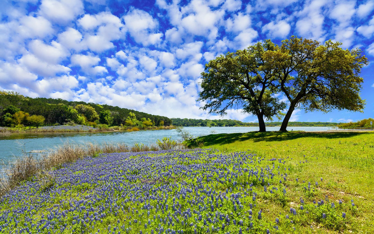 Bluebonnets carpet a lakeshore beneath two oak trees on a sunny spring day.