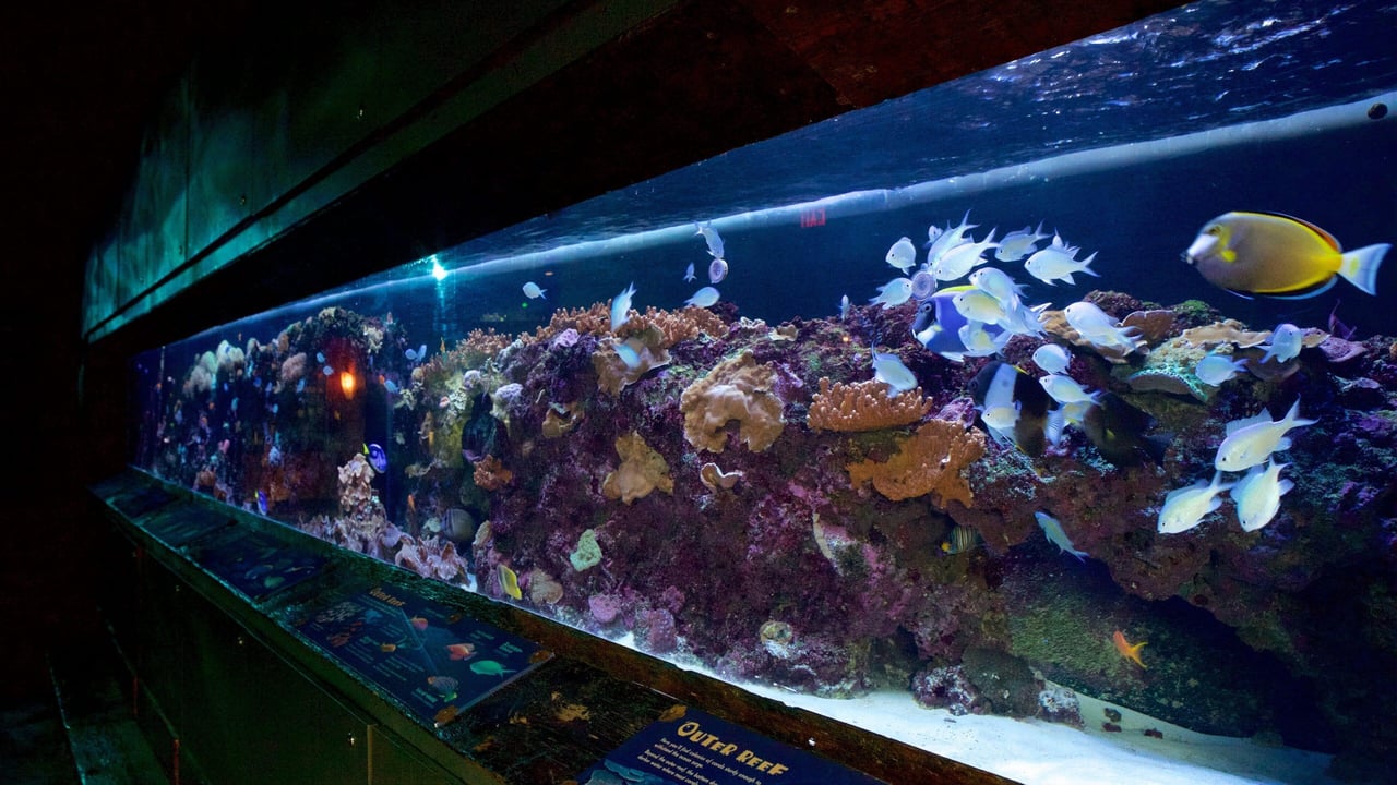 Colorful marine life inside the Florida Aquarium in Tampa.