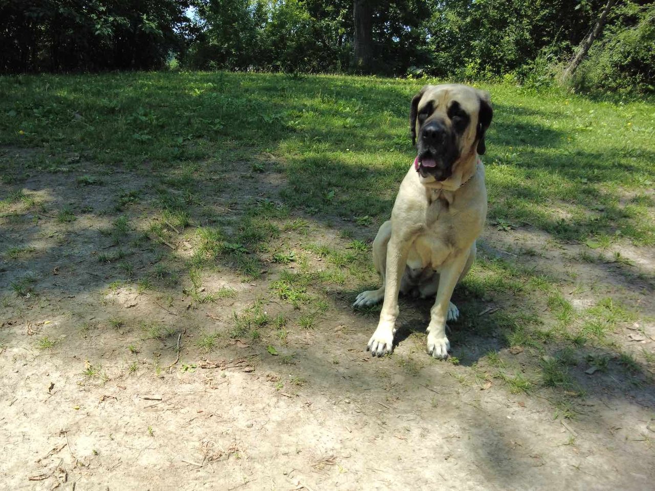 Humber Bay Shores: The Ultimate Dog-Friendly Neighbourhood