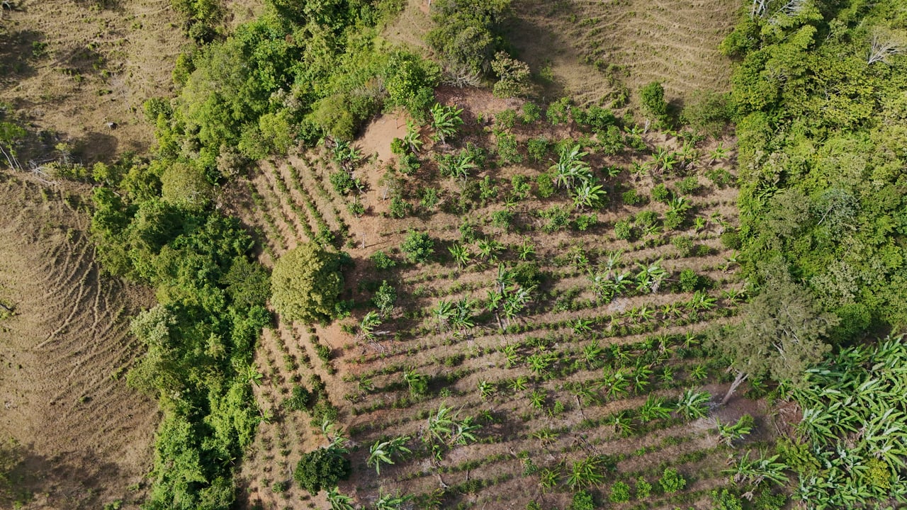 Over 2.5 Acres in Ceibo, Planted with Coffee and Fruits