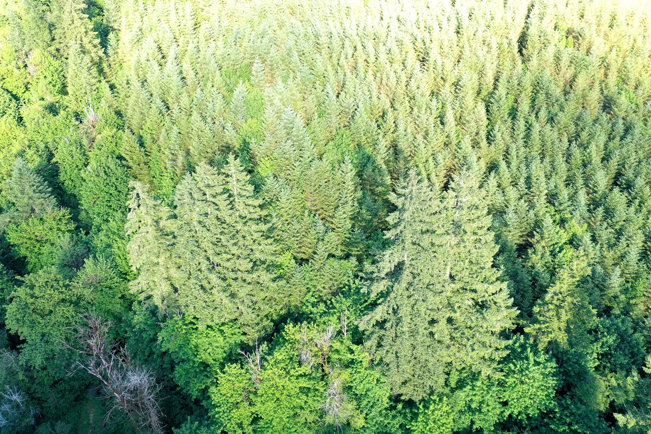 Little Forest