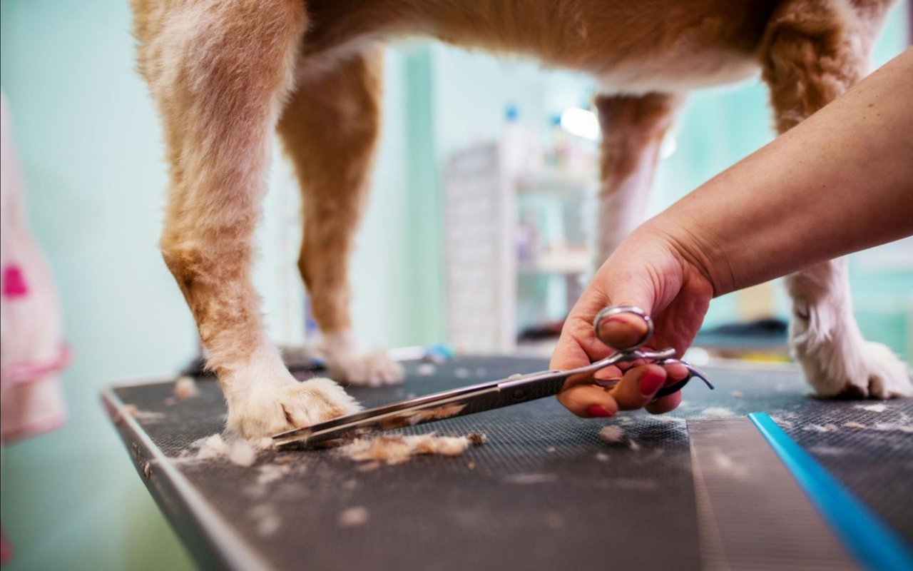 Helpful Pet Owner Resources for The Polo Club Residents