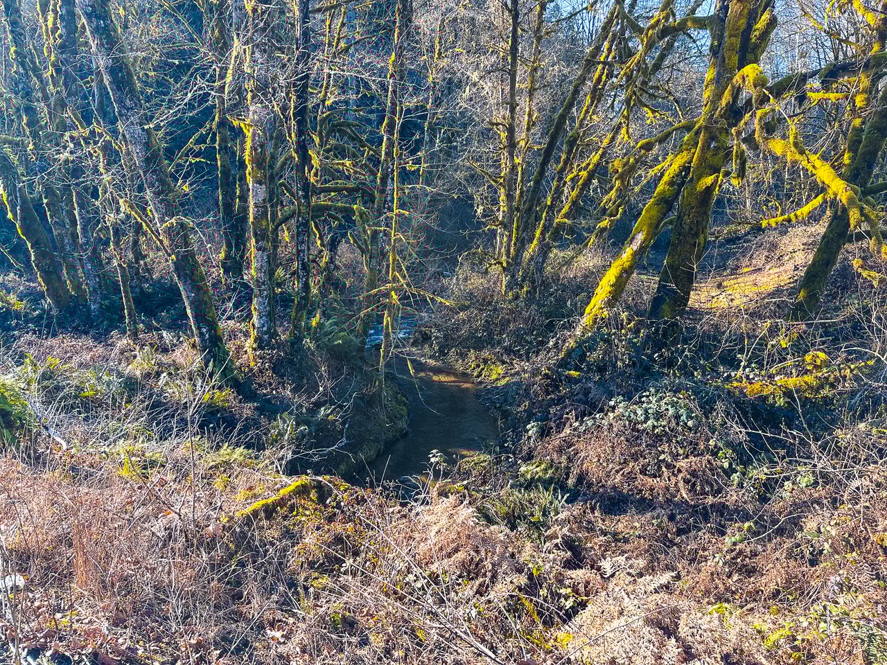 Waite Creek Woodlands