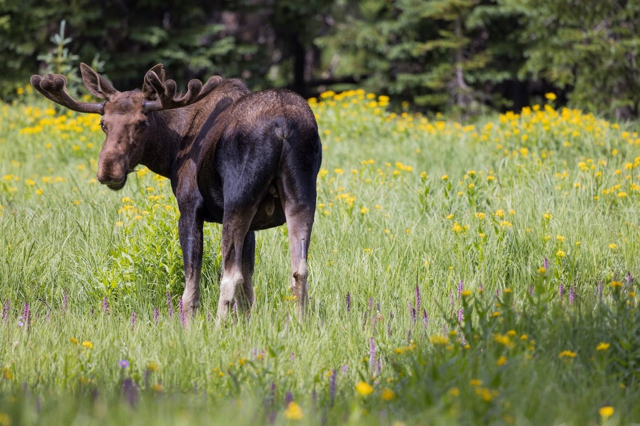 Where the Road Meets the Sky: Driving Trail Ridge Road