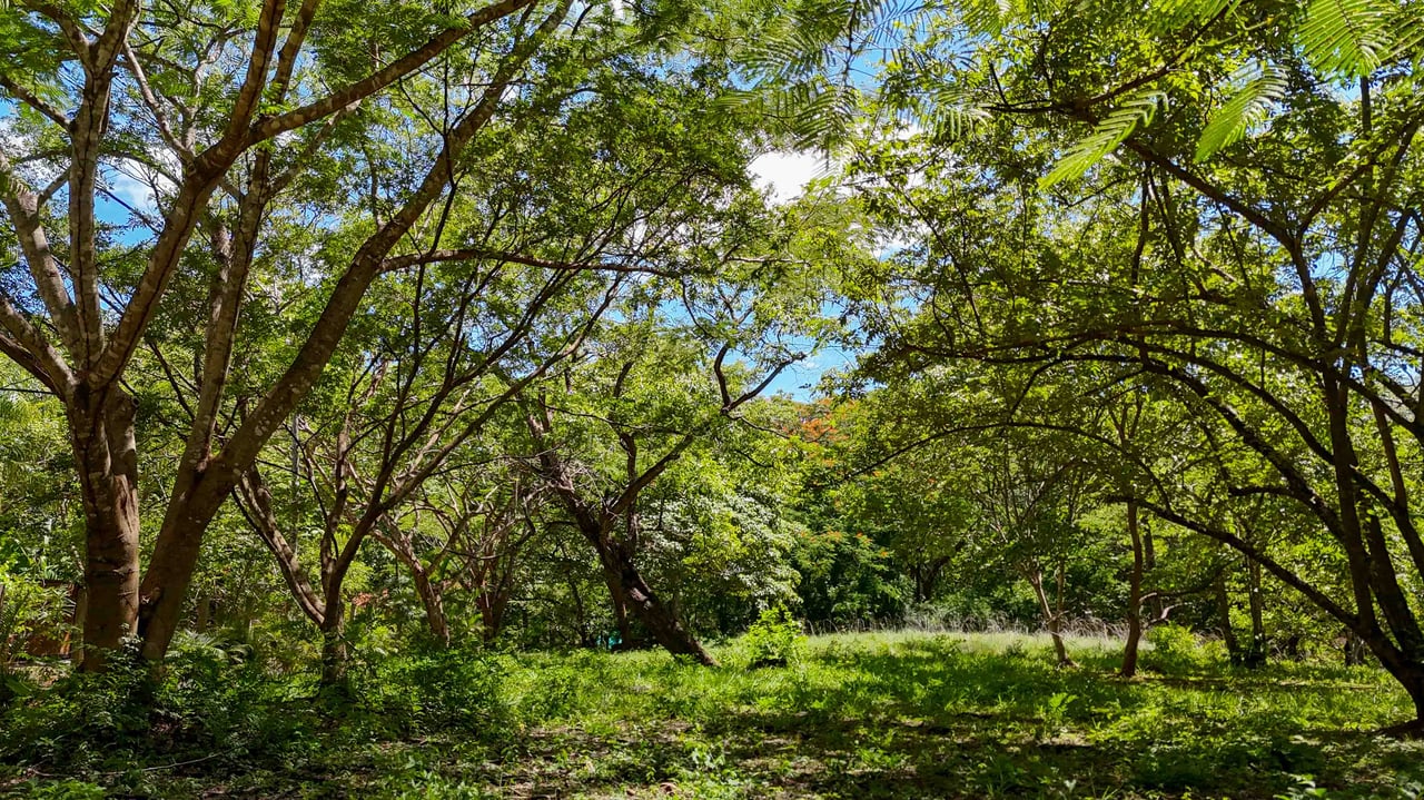 Acreage Estate Lot | 7,128 m² Buildable Property Near Playa Avellanas