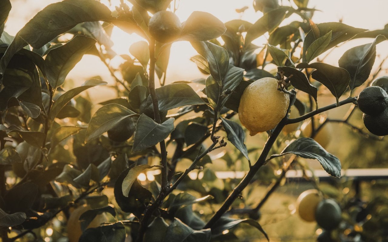 How to Spend a Perfect Spring Day in Napa Valley