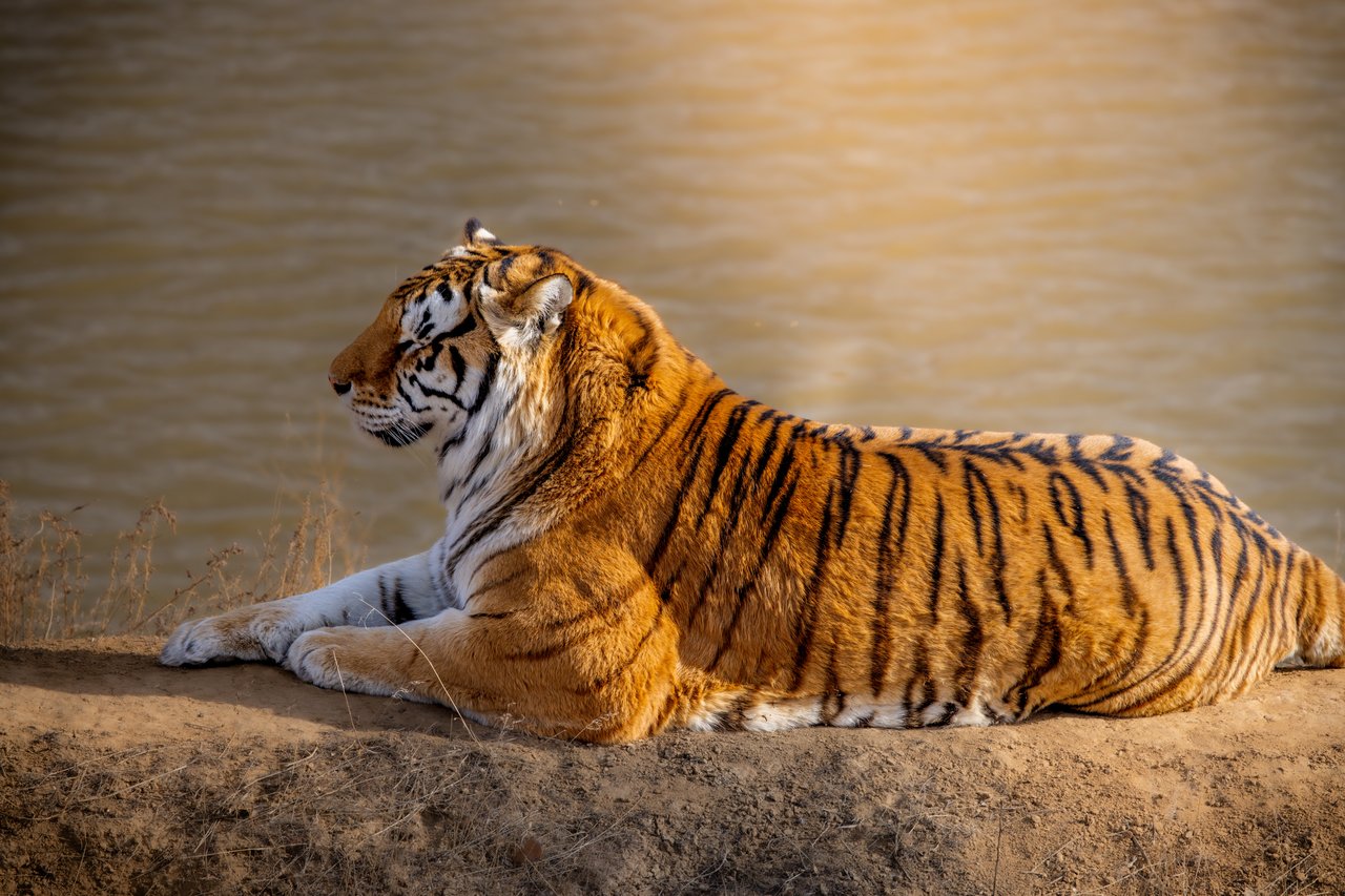 Into the Wild: Monica Breckenridge’s Unforgettable Journey at The Wild Animal Sanctuary Subtitle
