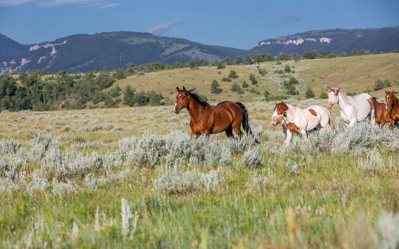 Buying & Selling Hunting Ranches in Colorado with Ranch Broker Jerad Cotten