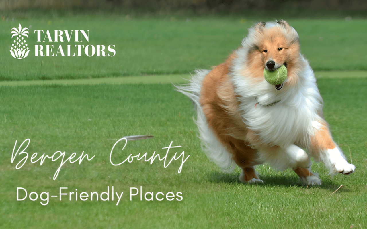 Unleash the Fun: Dog-Friendly Places in Bergen County