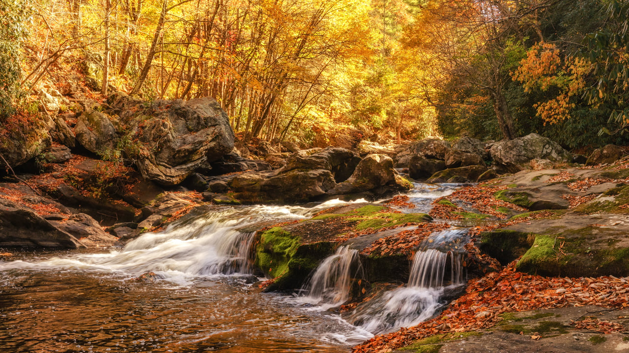 A small stream flows over rocks surrounded by trees with autumn foliage, creating a vibrant and serene woodland scene, like nature's tranquil network connecting the seasons.