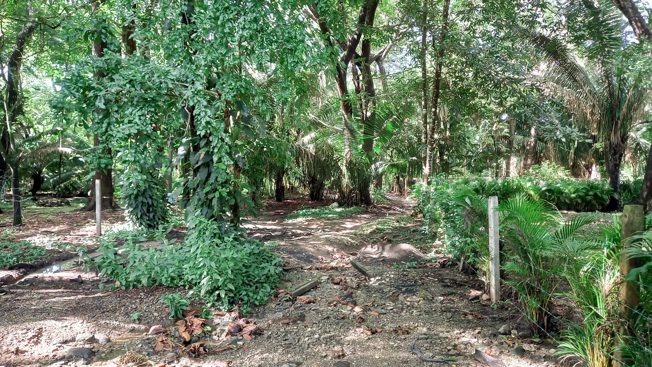 Beachfront Development Acreage, Santa Teresa, Puntarenas