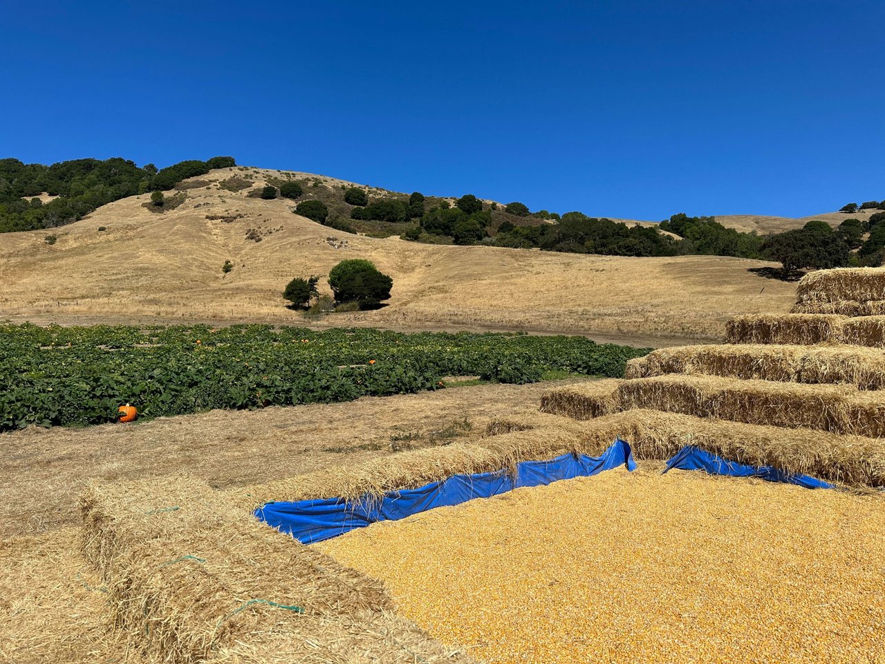 Embrace the Harvest Season at Grossi Family Farm Pumpkin Patch