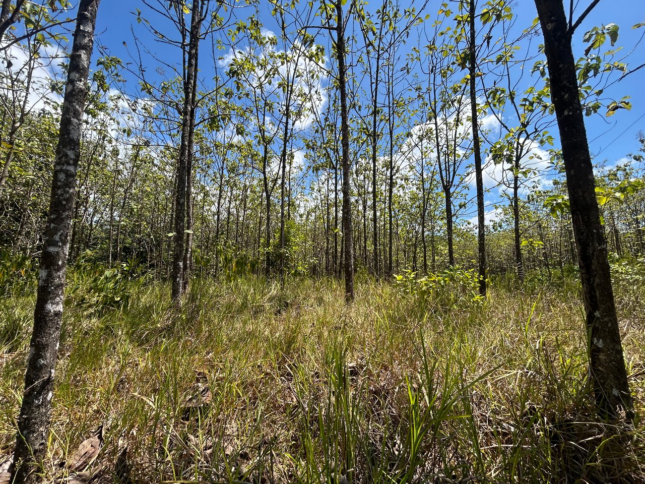 Prime 1.24-Acre Land in Matapalo / San Andrés – Ready to Build