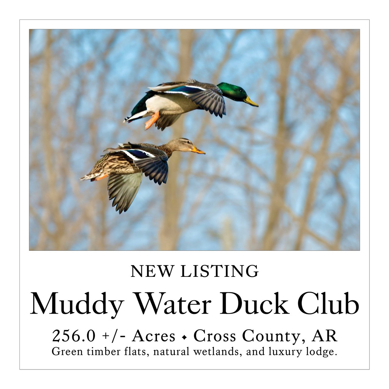 Muddy Water Duck Club